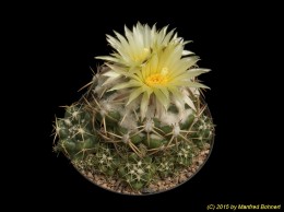 Coryphantha elephantidens ssp. bumamma 346